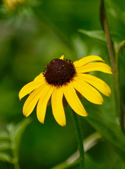 Rudbeckia hirta pulcherrima