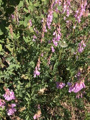 Hedysarum occidentale