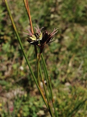Juncus jacquinii