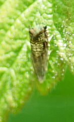 Grapholita angleseana