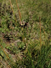 Juncus jacquinii