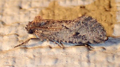 Acrolophus kearfotti