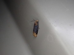 Eucosma ochroterminana