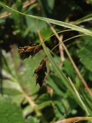 Carex capillaris