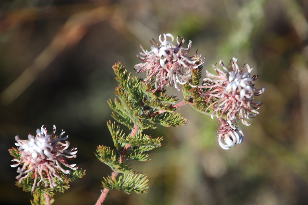 Fanleaf Spiderhead