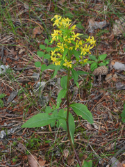 Solidago virgaurea