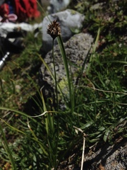 Carex foetida