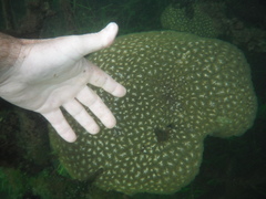 Pectinatella