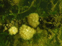 Pectinatella