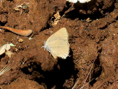 Satyrium auretorum spadix
