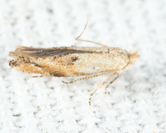 Bucculatrix packardella