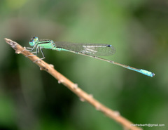 Ischnura forcipata