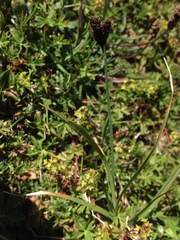 Carex parviflora