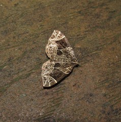 Gandaritis atricolorata