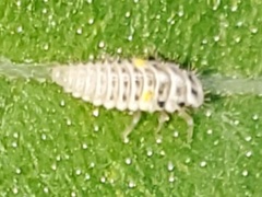 Psyllobora vigintimaculata