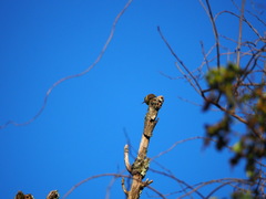 Piranga olivacea
