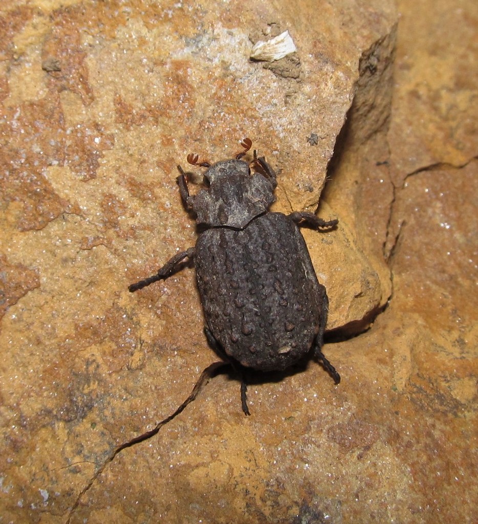 Omorgus asper