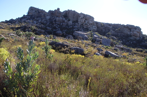 Image of Leucadendron diemontianum by (c) Tony Rebelo, some rights reserved (CC BY-SA)
