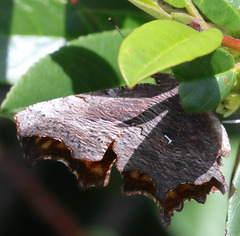 Polygonia oreas