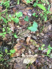 Lithobates kauffeldi