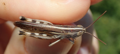 Ramburiella hispanica