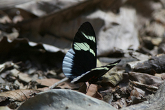 Heliconius eleuchia eleuchia