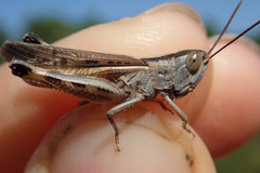 Ramburiella hispanica
