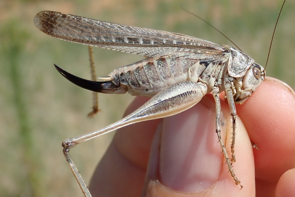 Platycleis sabulosa