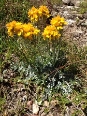 Jacobaea incana