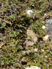 Luzula spicata