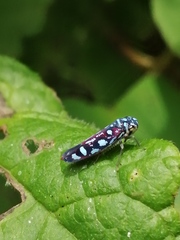 Macugonalia redundans