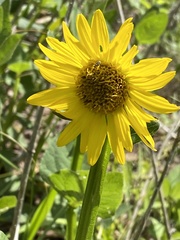 Verbesina tetraptera