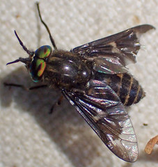Chrysops coloradensis