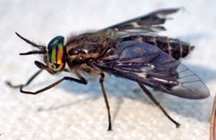 Chrysops coloradensis