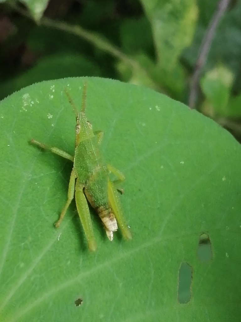 Prosphena scudderi