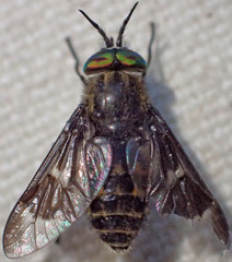 Chrysops coloradensis