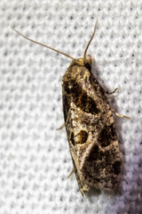 Aethes rana