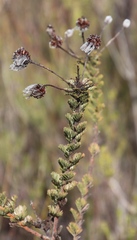 Serruria reflexa