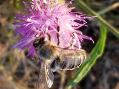 Apis mellifera