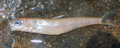 Round Whitefish photo 4
