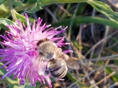 Apis mellifera