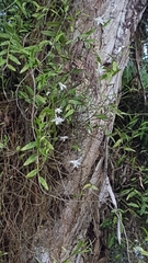 Dendrobium crumenatum