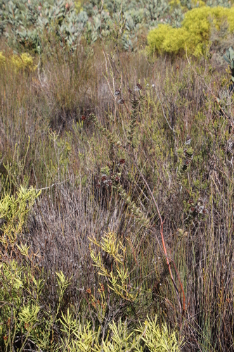 Image of Milky Spiderhead by (c) Tony Rebelo, some rights reserved (CC BY-SA)