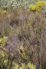 Serruria reflexa