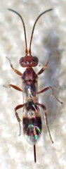 Gelis tenellus