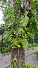 Dendrobium crumenatum