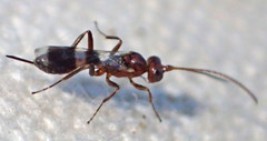 Gelis tenellus