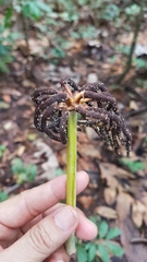 Cecropia pachystachya