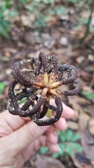 Cecropia pachystachya
