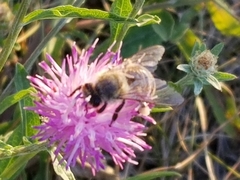 Apis mellifera